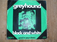 Greyhound - Black and white