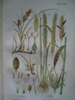 Plantkunde, door H.W.Heinsius