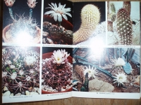 Cactussen en andere succulenten in kleur