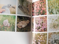 Groeten van Rottumerplaat - Jan Wolkers